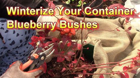 winterize burberry plant|blueberry bushes ready for winter.